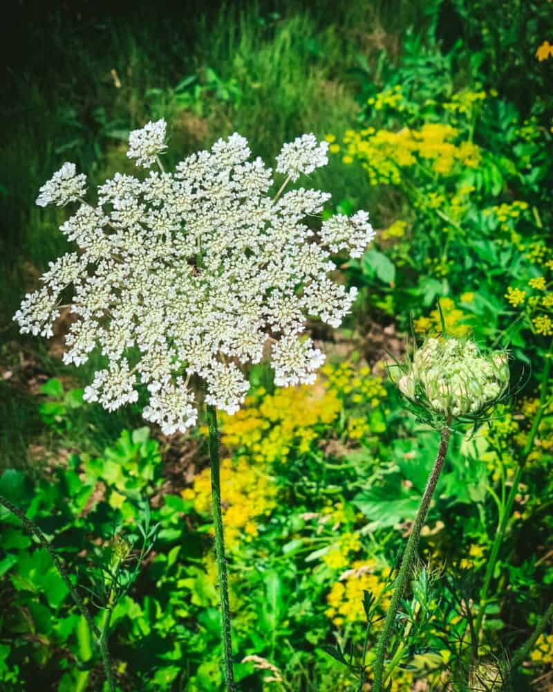 Foraging Queen Anne's Lace Identification, Lookalikes, and Uses