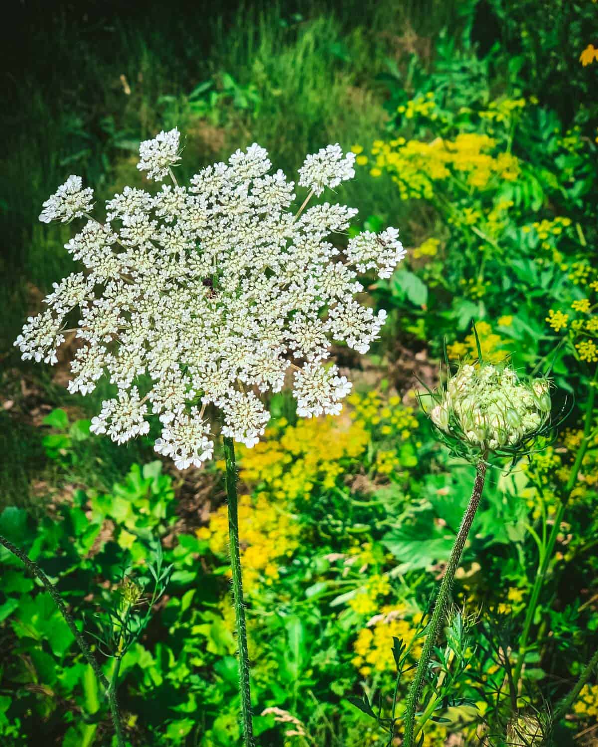 Top view of a white full bloom Queen Anne's lace flower, with green grassy background growing some low yellow flowers. 