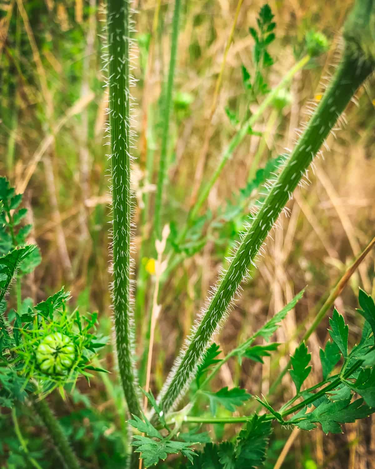 A close up of Queen Anne's lace stems, showing the hairs. 