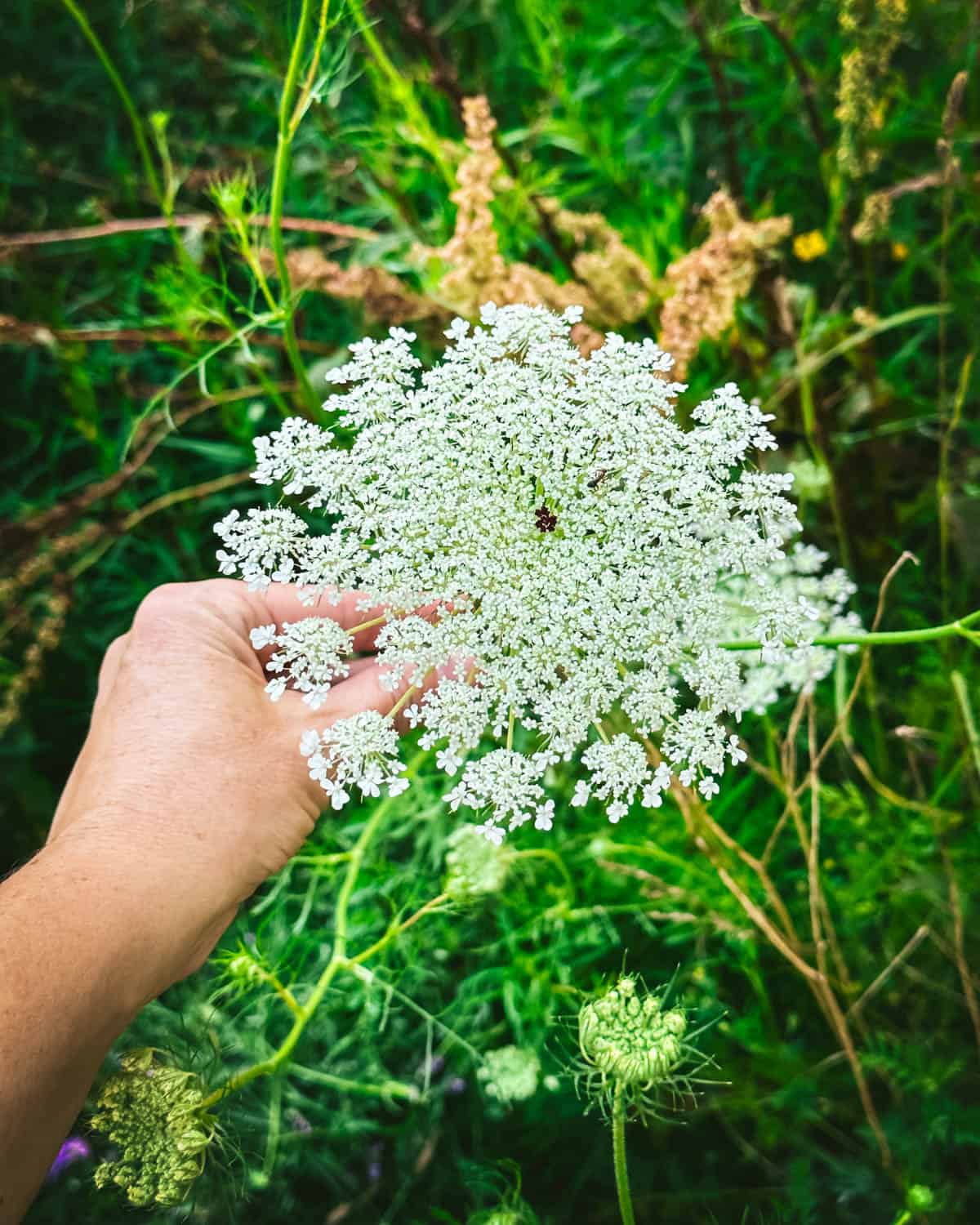A hand holding a Queen Anne's lace flower.