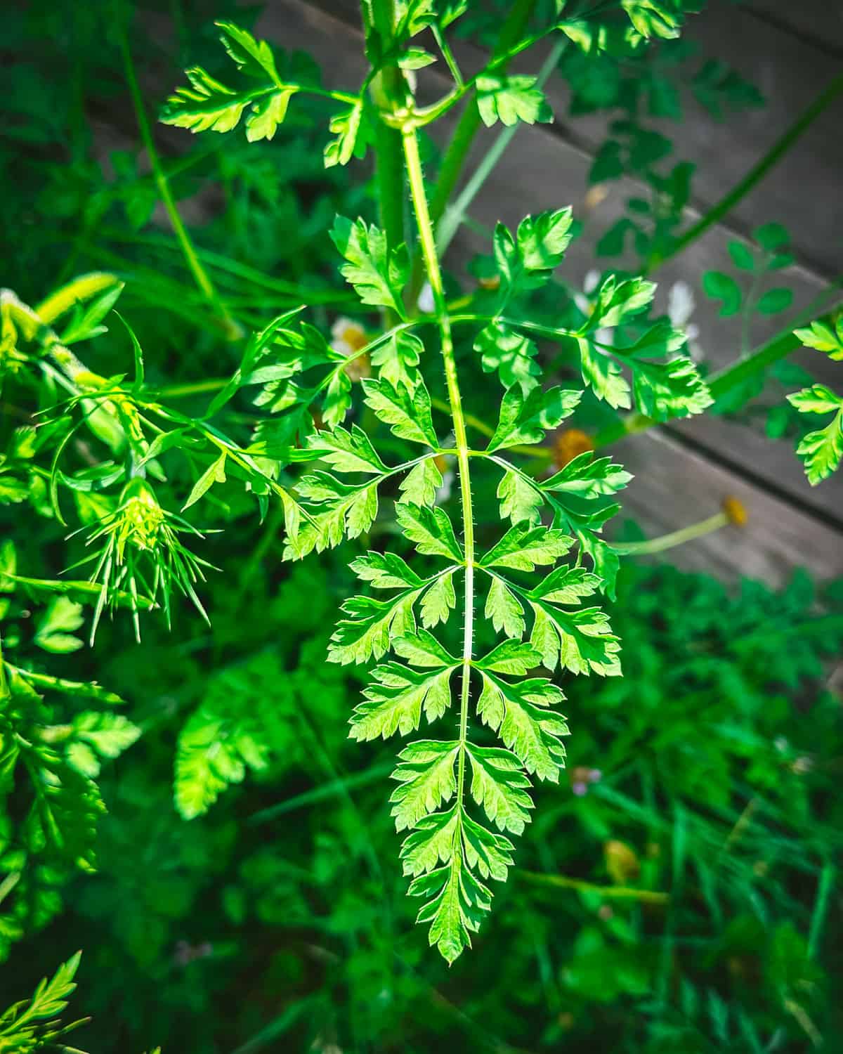 A Queen Anne's lace leaf which looks similar to parsley.