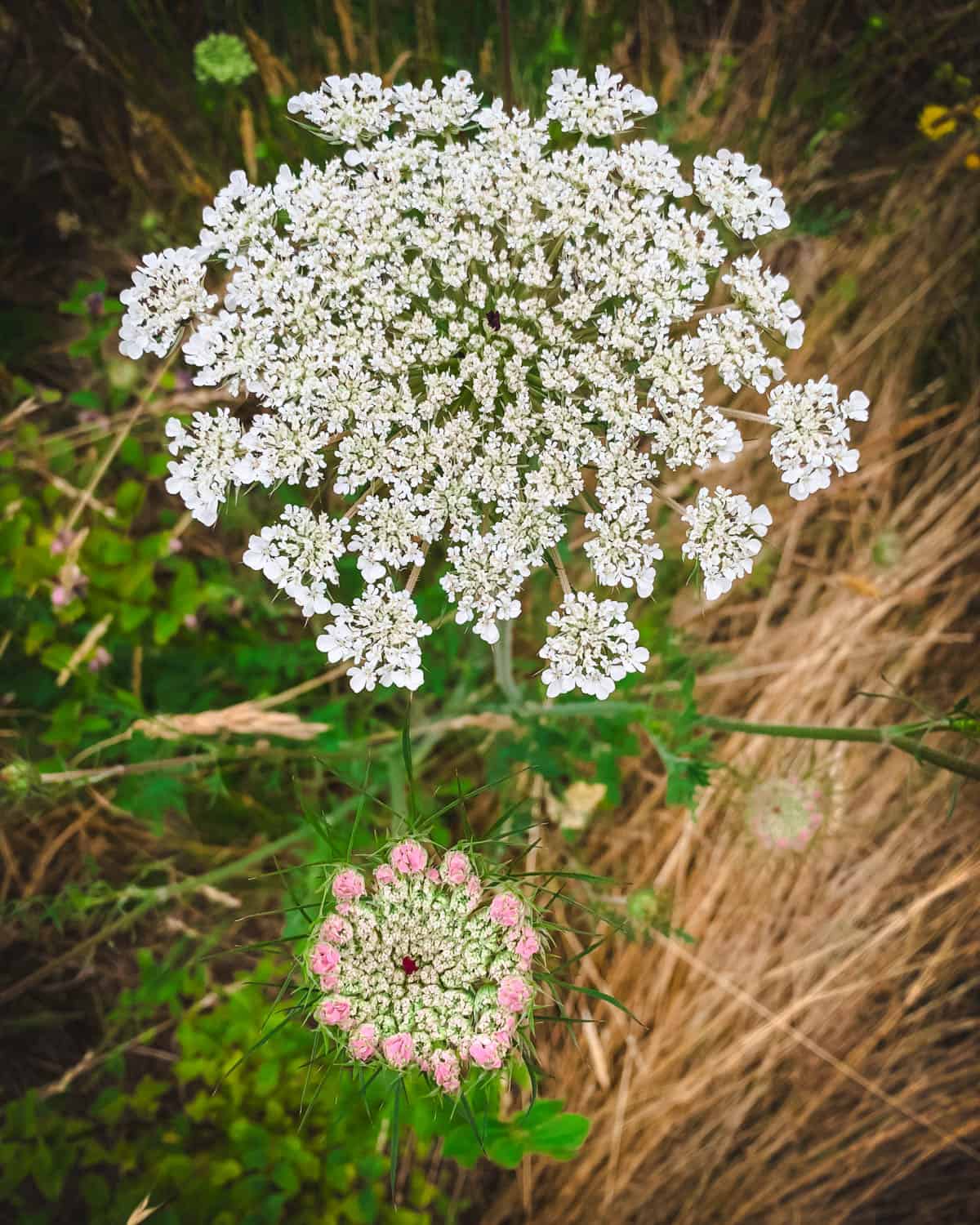 2 Queen Anne's lace flowers, one small with a pink tinge, and the other fully bloomed and white.