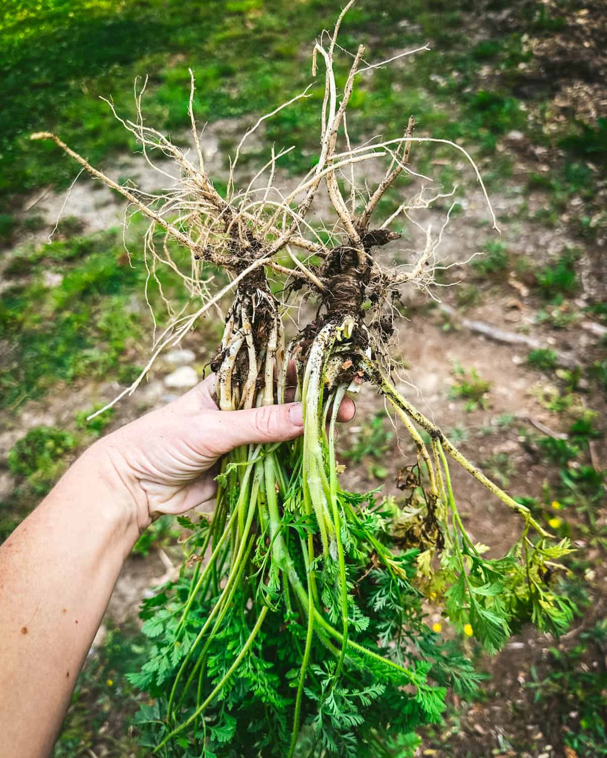 A hand holding harvested Queen Anne's lace, showing the roots. 