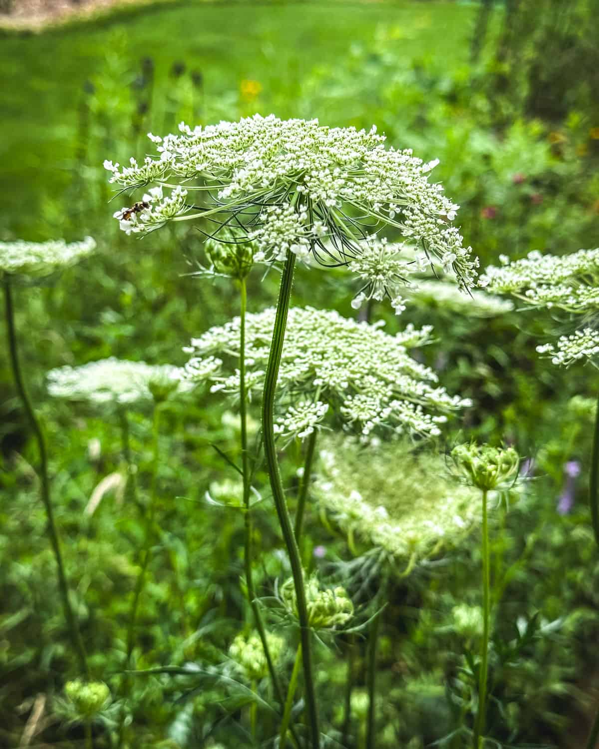 Queen Anne's lace flowers growing, side view.