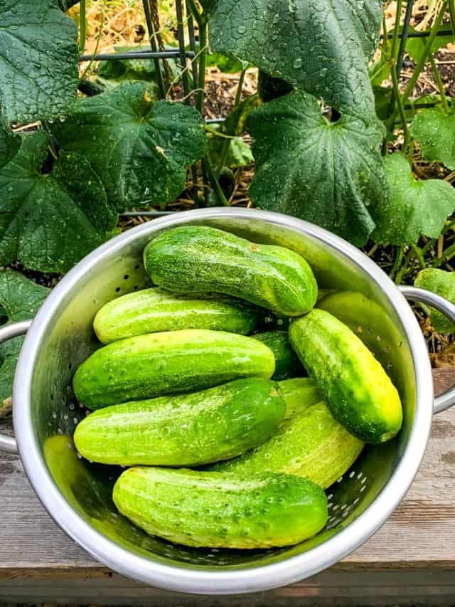 What to Do With an Abundance of Cucumbers Grow Forage Cook Ferment