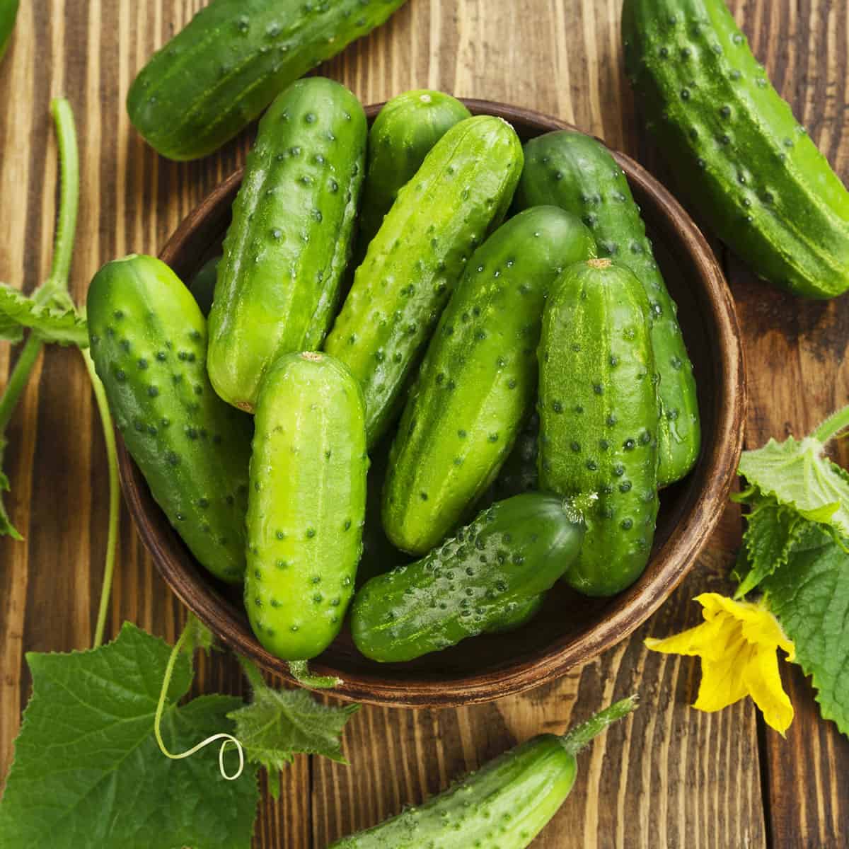 A wooden bowl of fresh whole cucumbers on a wood surface, with cucumbers with leaves and vine and flowers surrounding. Top view.