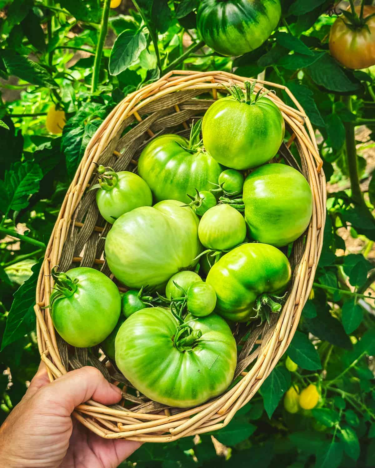 A basket of green tomatoes outside with a green background outside. 