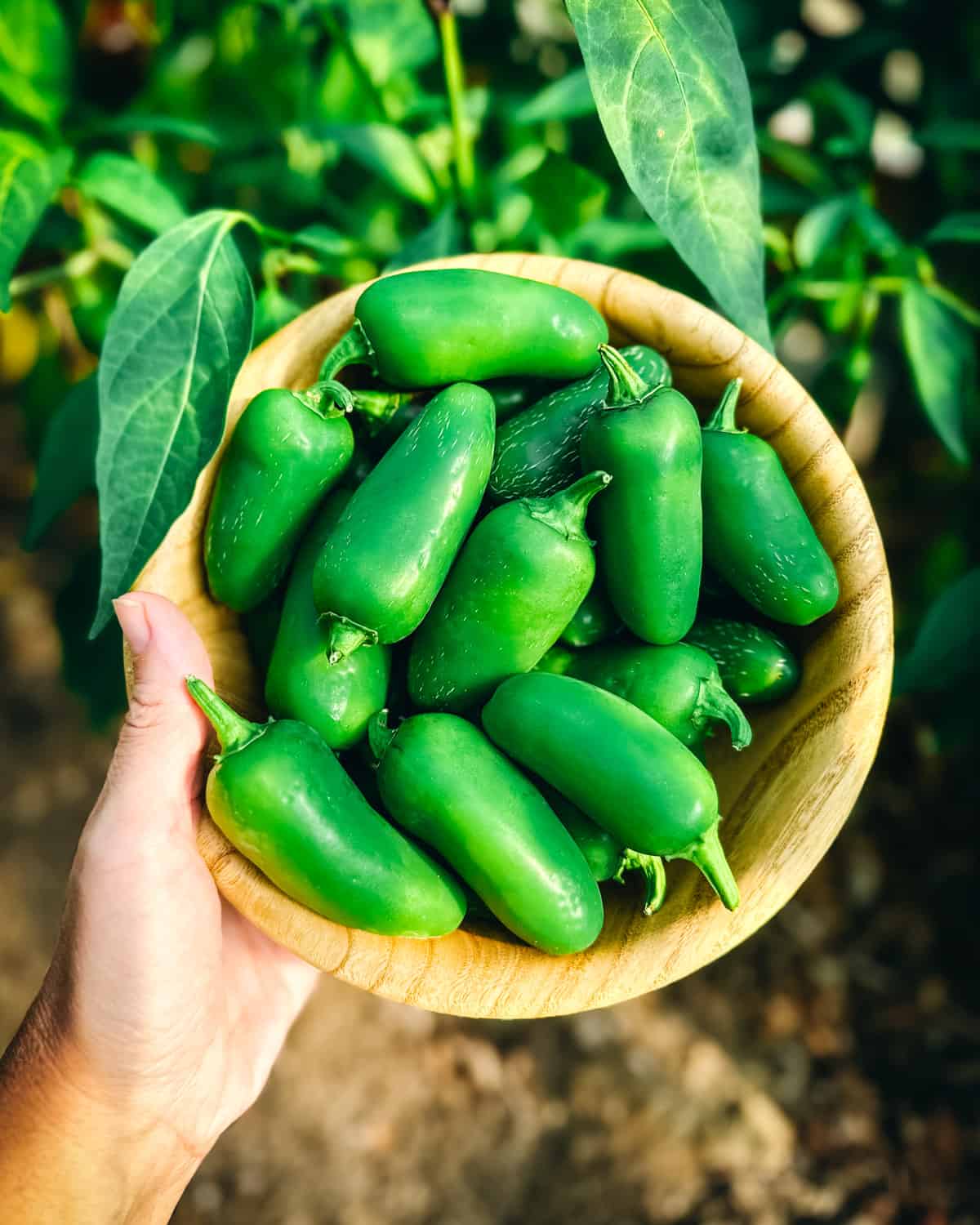 A wood bowl of whole fresh jalapeños outside, top view. 