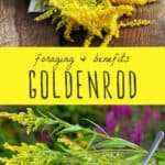 goldenrod benefits & foraging guide