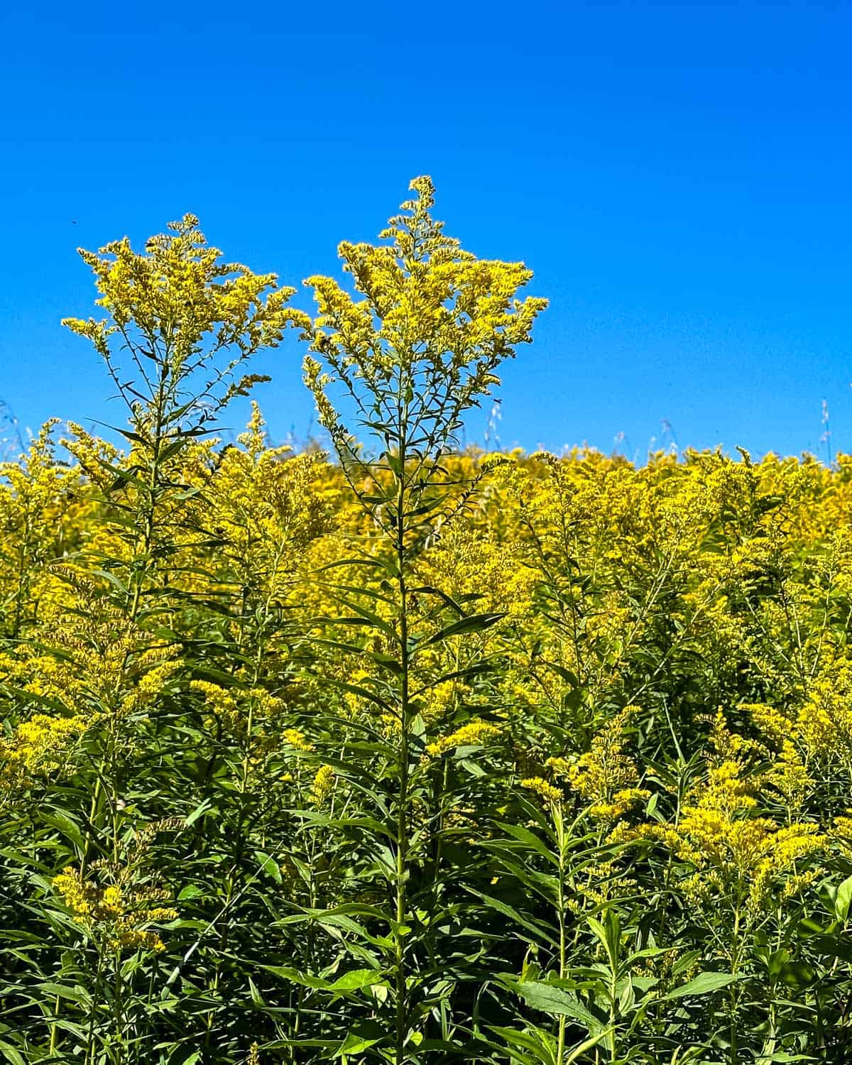 Goldenrod growing in a meadow with a brilliant blue sky behind. 