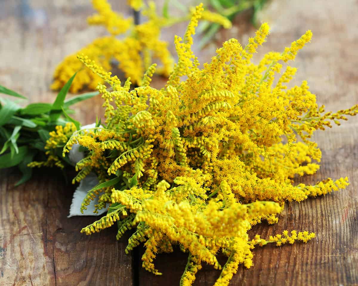 A wood table with harvested goldenrod flowers on it. 