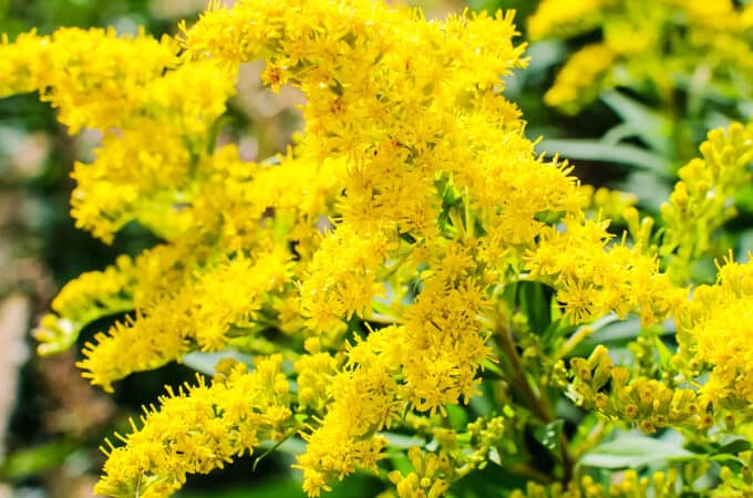 Yellow blooming goldenrod flowers outside with green leaves.