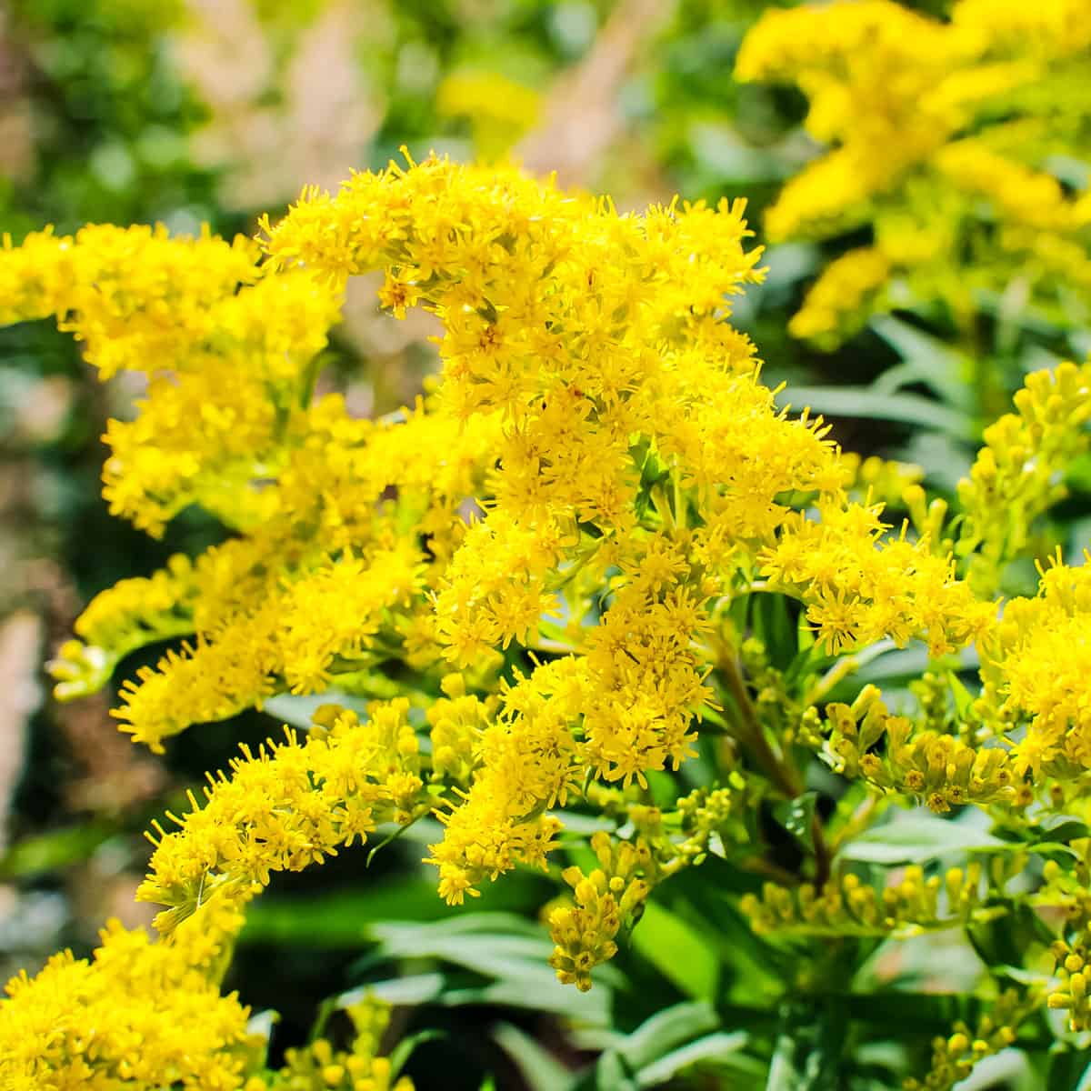 Yellow blooming goldenrod flowers outside with green leaves.