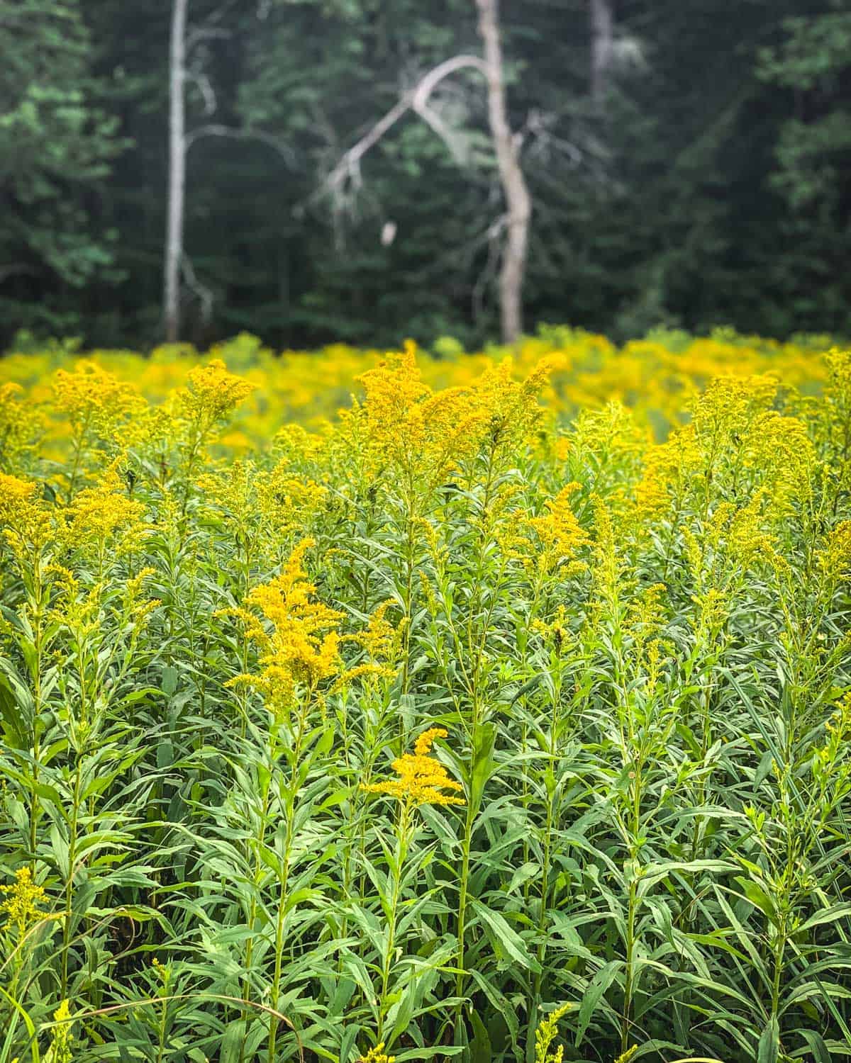 A field of goldenrod flowers in an open area of a forest. 