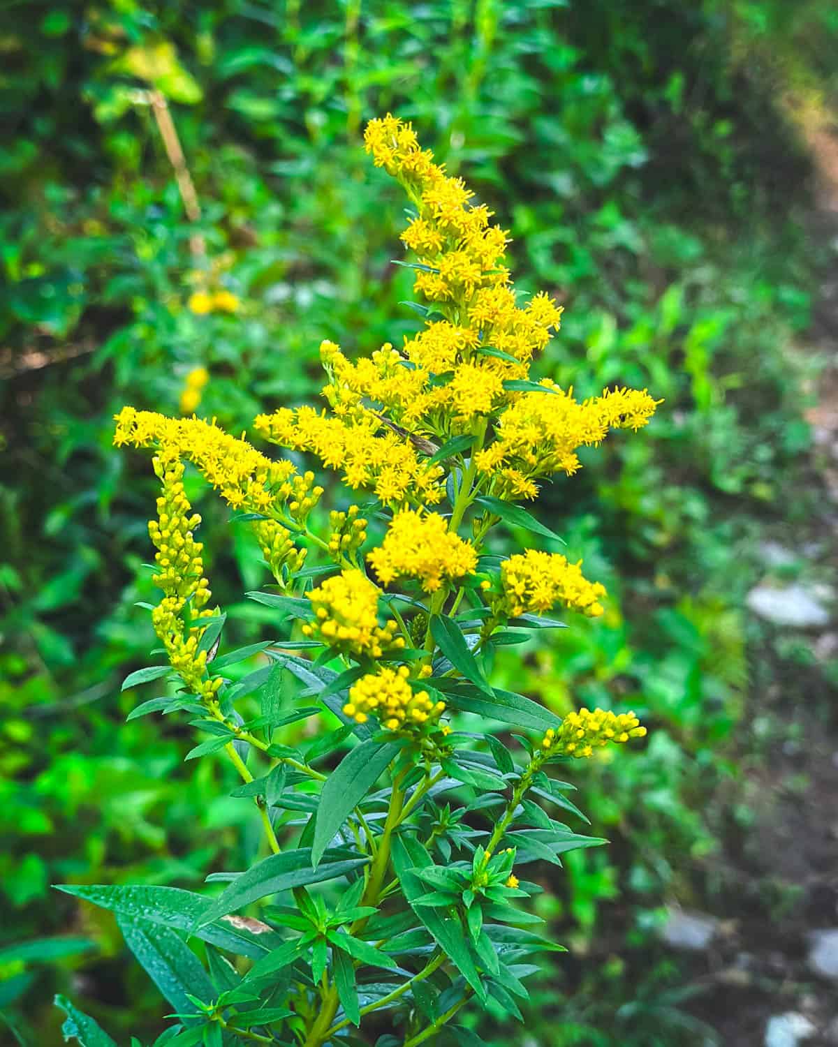 A yellow goldenrod flower bloomed showing the green stems and leaves. 