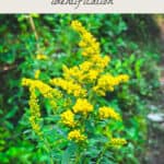 goldenrod identification