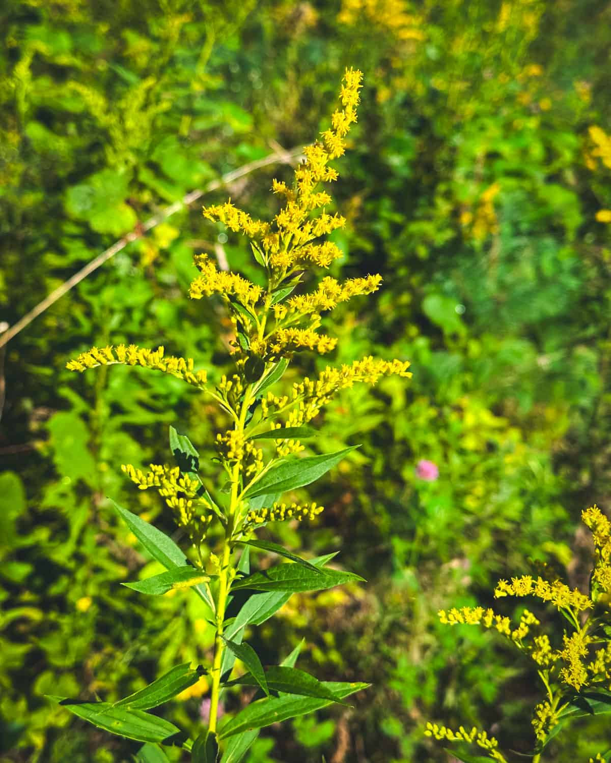 A tall goldenrod flower. 