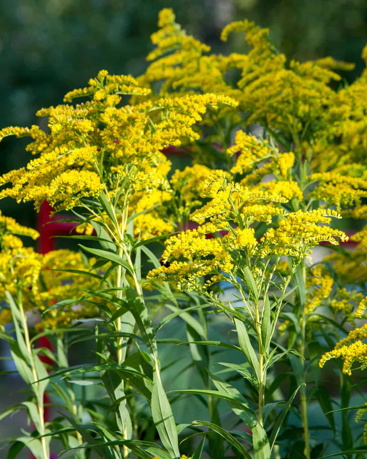 Goldenrod plants showing their tall stems with yellow plumes of flowers on top.