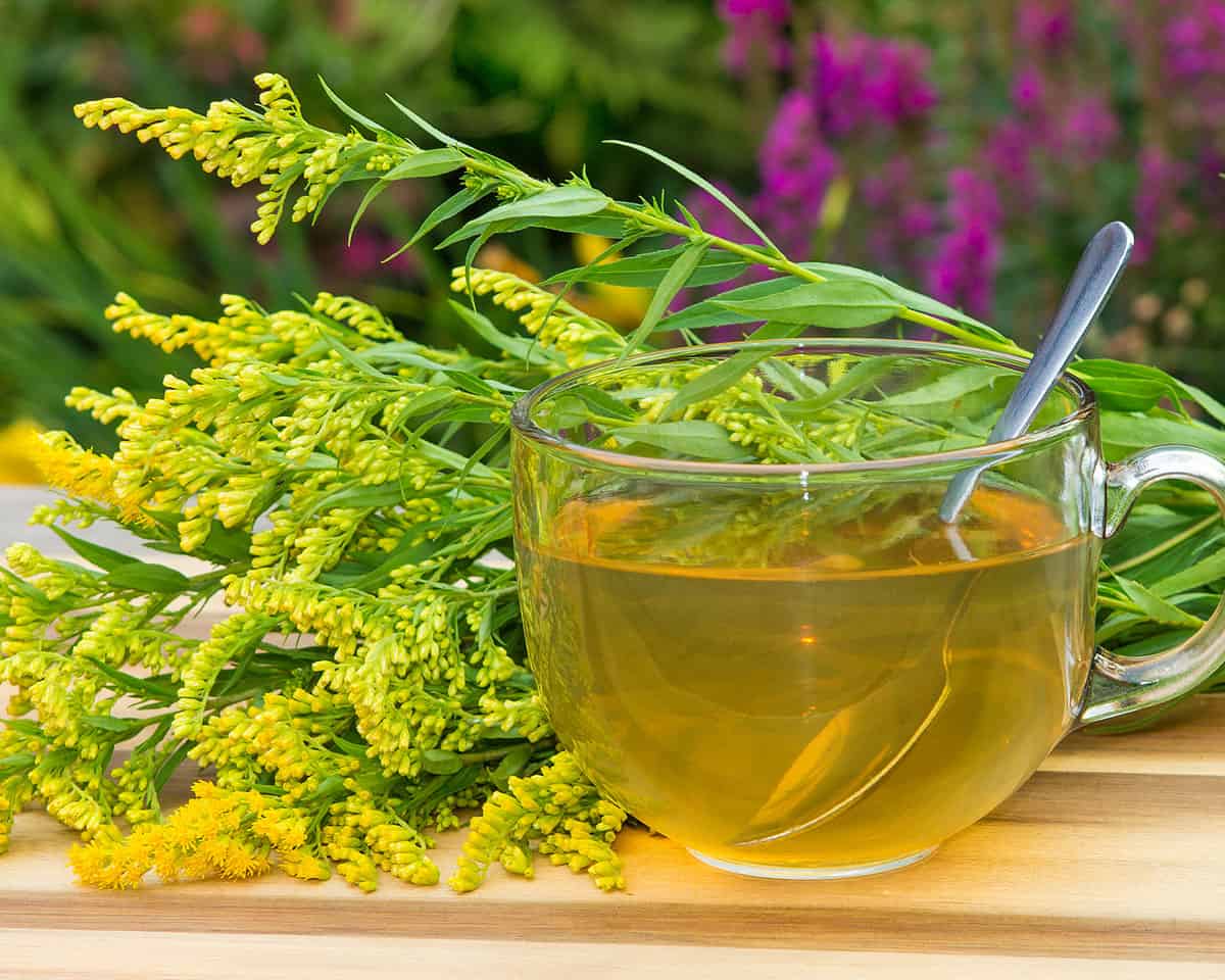 A clear mug of goldenrod tea with goldenrod flowers laying behind it.