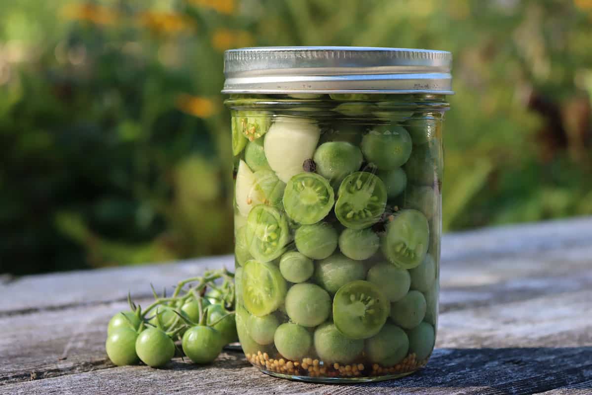 A jar with a lid of canned pickled green tomatoes outside on a wood deck surface, with green tomatoes surrounding. 