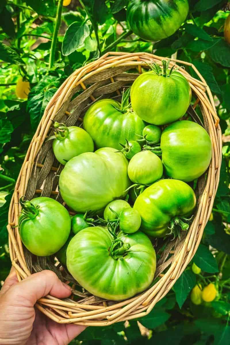 Italian Nonna Make thr Best Pickled Green Tomatoes 