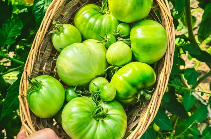 A basket of green tomatoes outside with a green background outside.