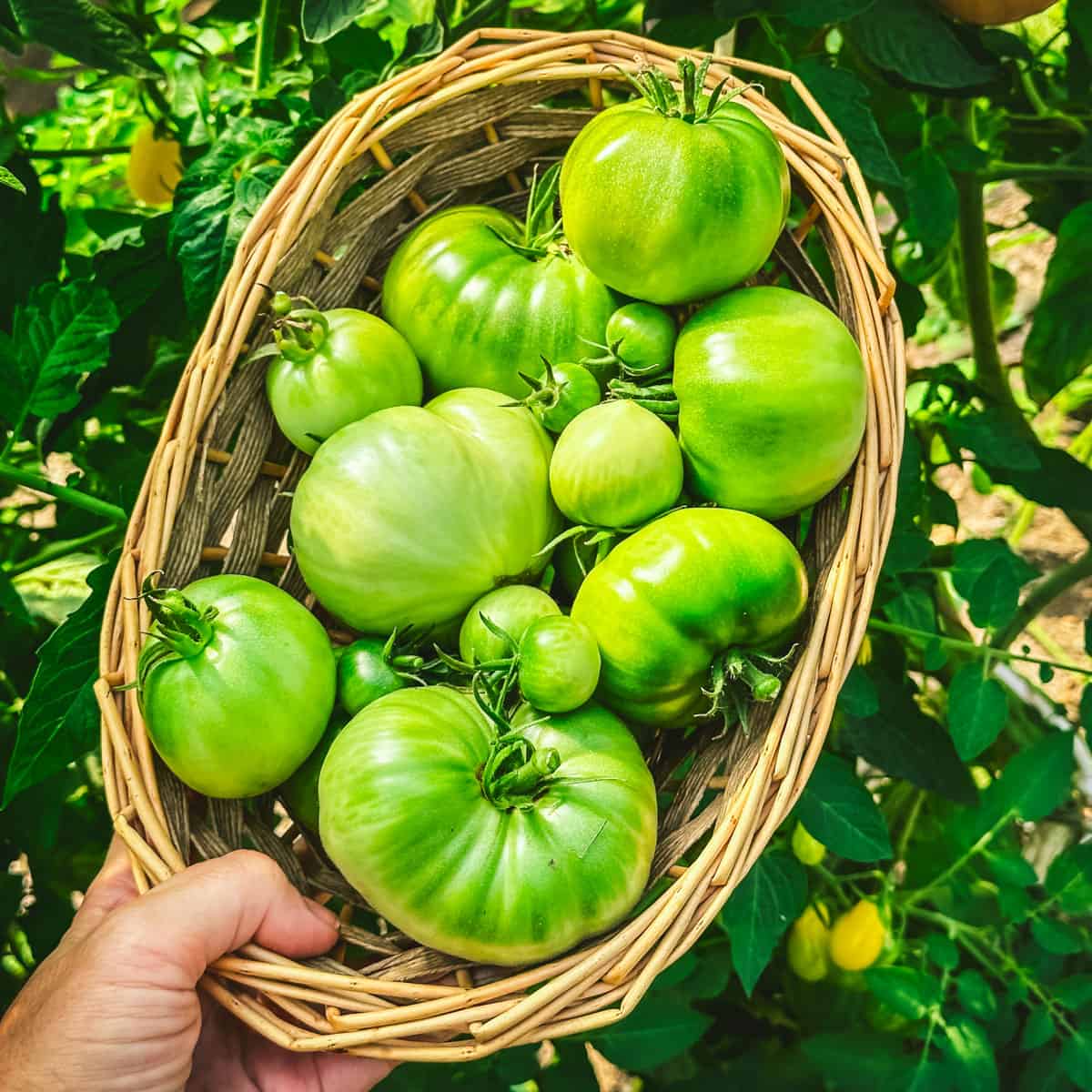 A basket of green tomatoes outside with a green background outside.