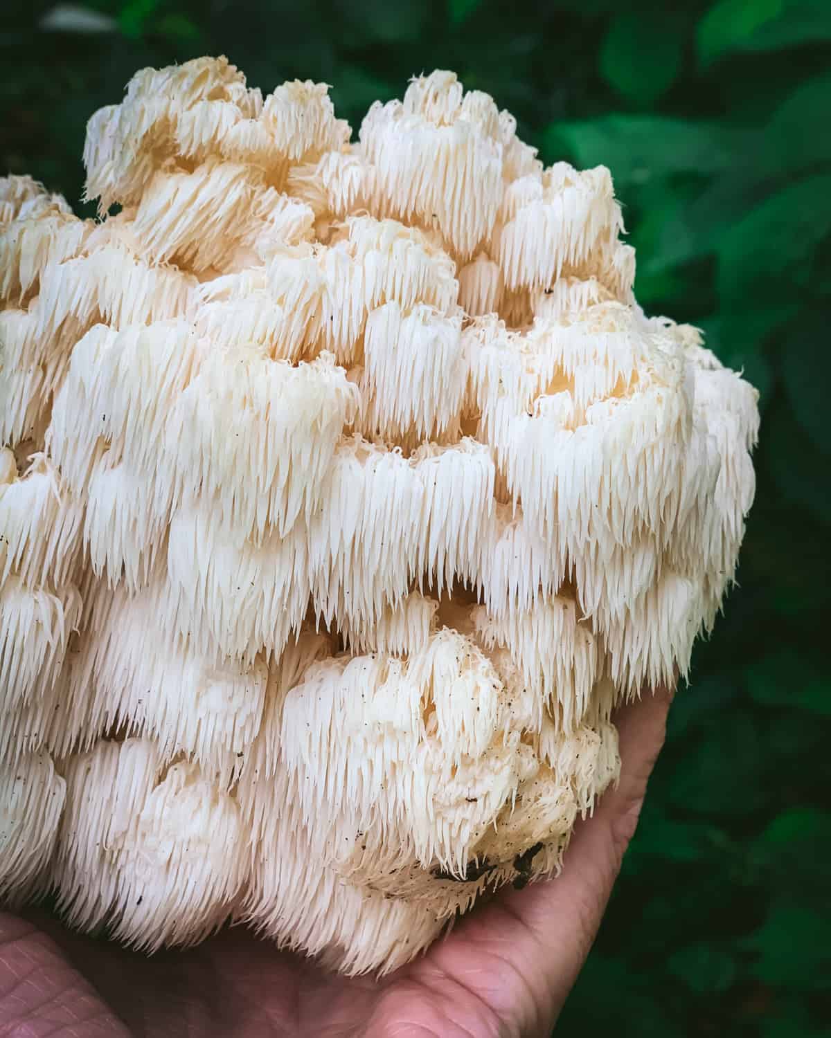 Bear's head tooth mushroom, close up.