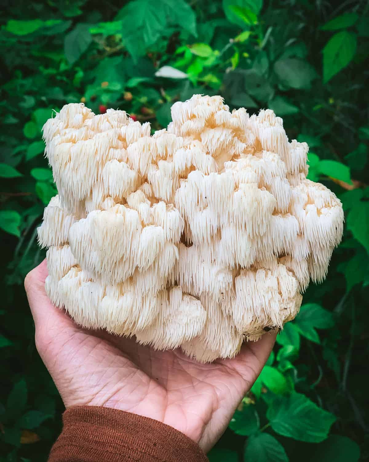 Bears head tooth mushroom held by a hand outside. 