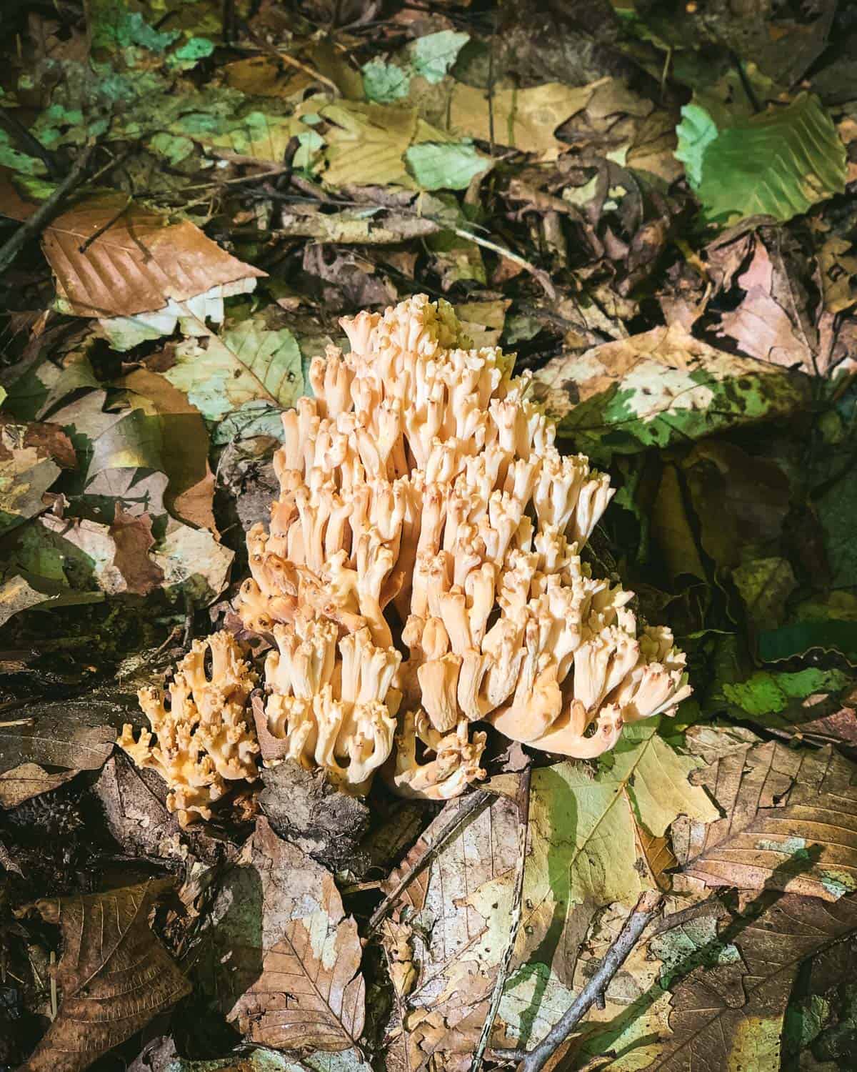 A large coral mushroom growing in the woods. 
