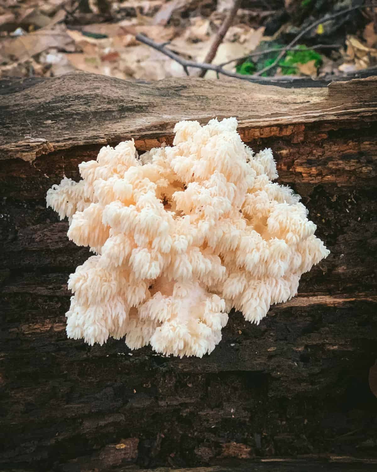 A coral tooth mushroom growing on a log. 