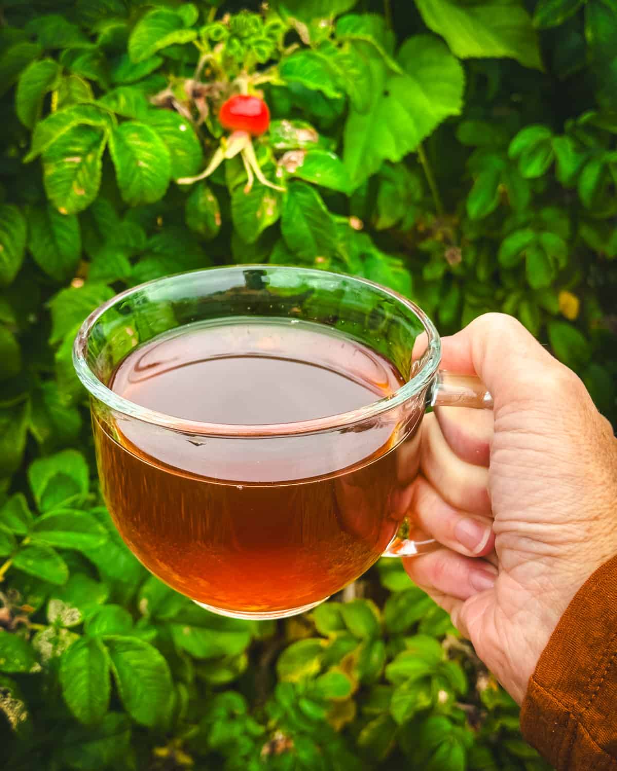 A clear mug of red rose hip tea being held by a hand outside with green rose plants with rose hips on them.