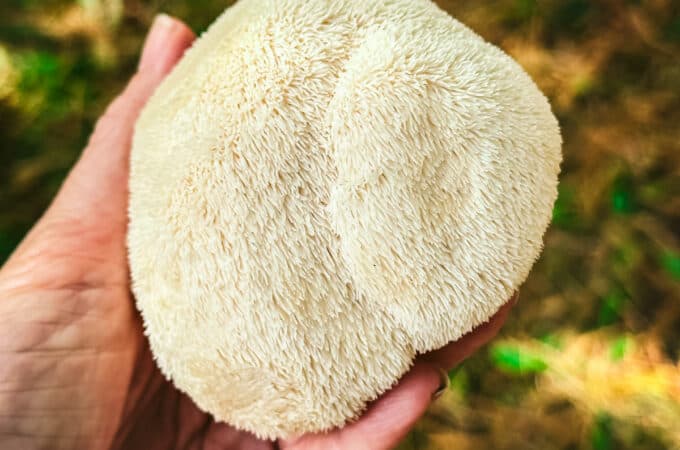 A hand holding a lion's mane mushroom outside with fall leaves on the ground in the background.