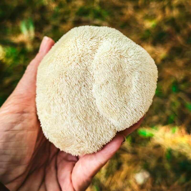 A hand holding a lion's mane mushroom outside with fall leaves on the ground in the background.