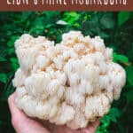 lions mane mushroom foraging