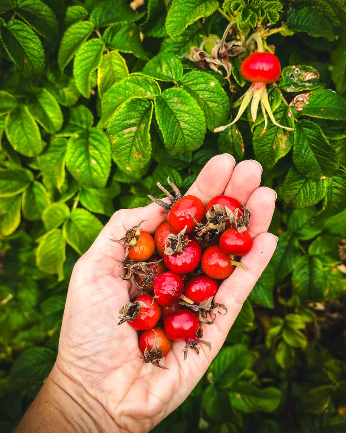 A hand holding A bunch of large round rose hips outside in front of a rose bush with hips growing on it. 