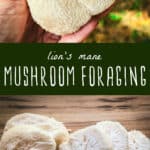 lions mane mushroom foraging