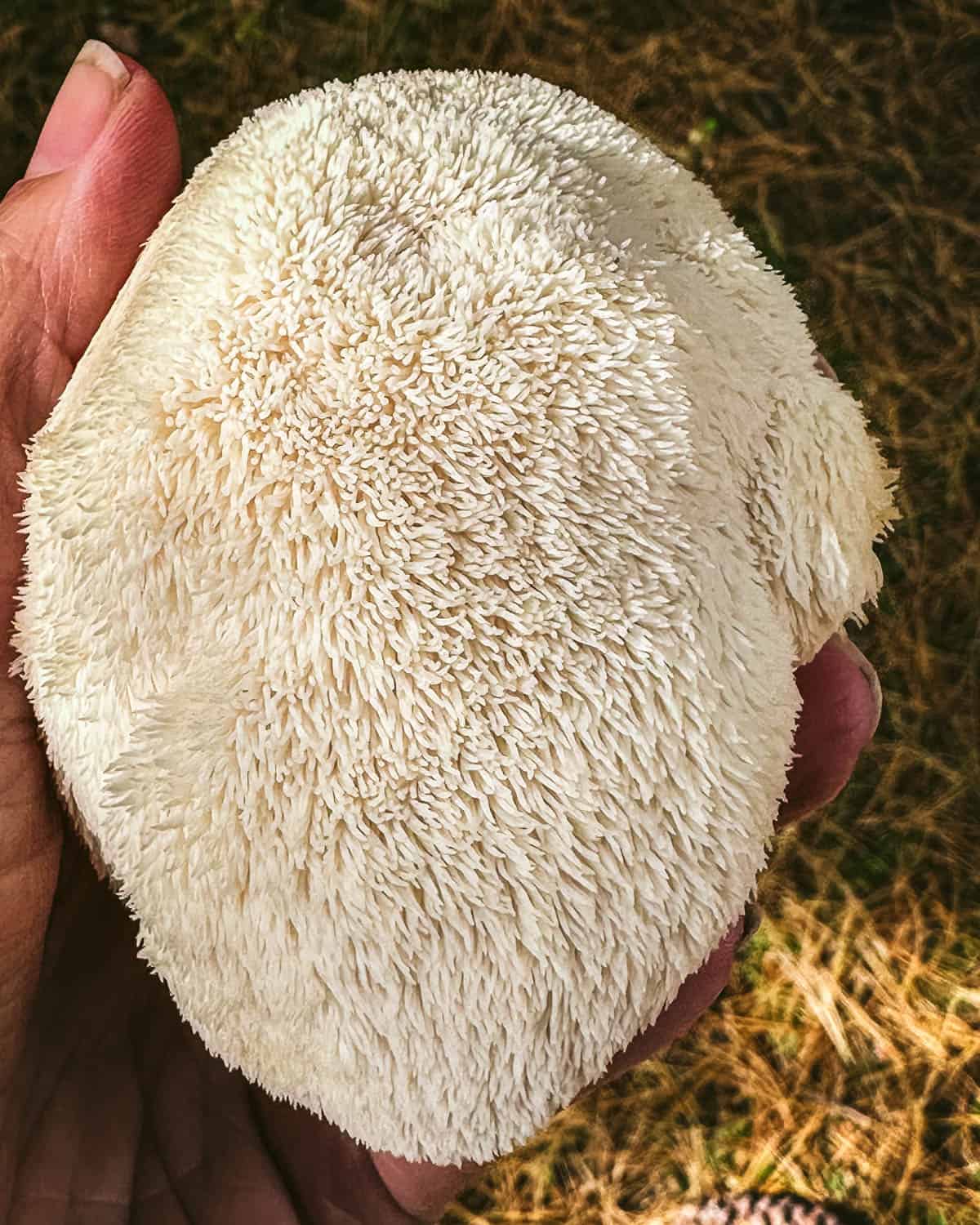 A large lion's mane mushroom being held by a hand. 