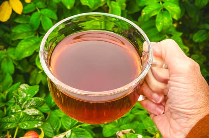 A clear mug of red rose hip tea being held by a hand outside with green rose plants with rose hips on them.