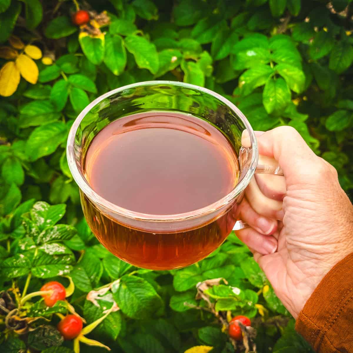 A clear mug of red rose hip tea being held by a hand outside with green rose plants with rose hips on them. 