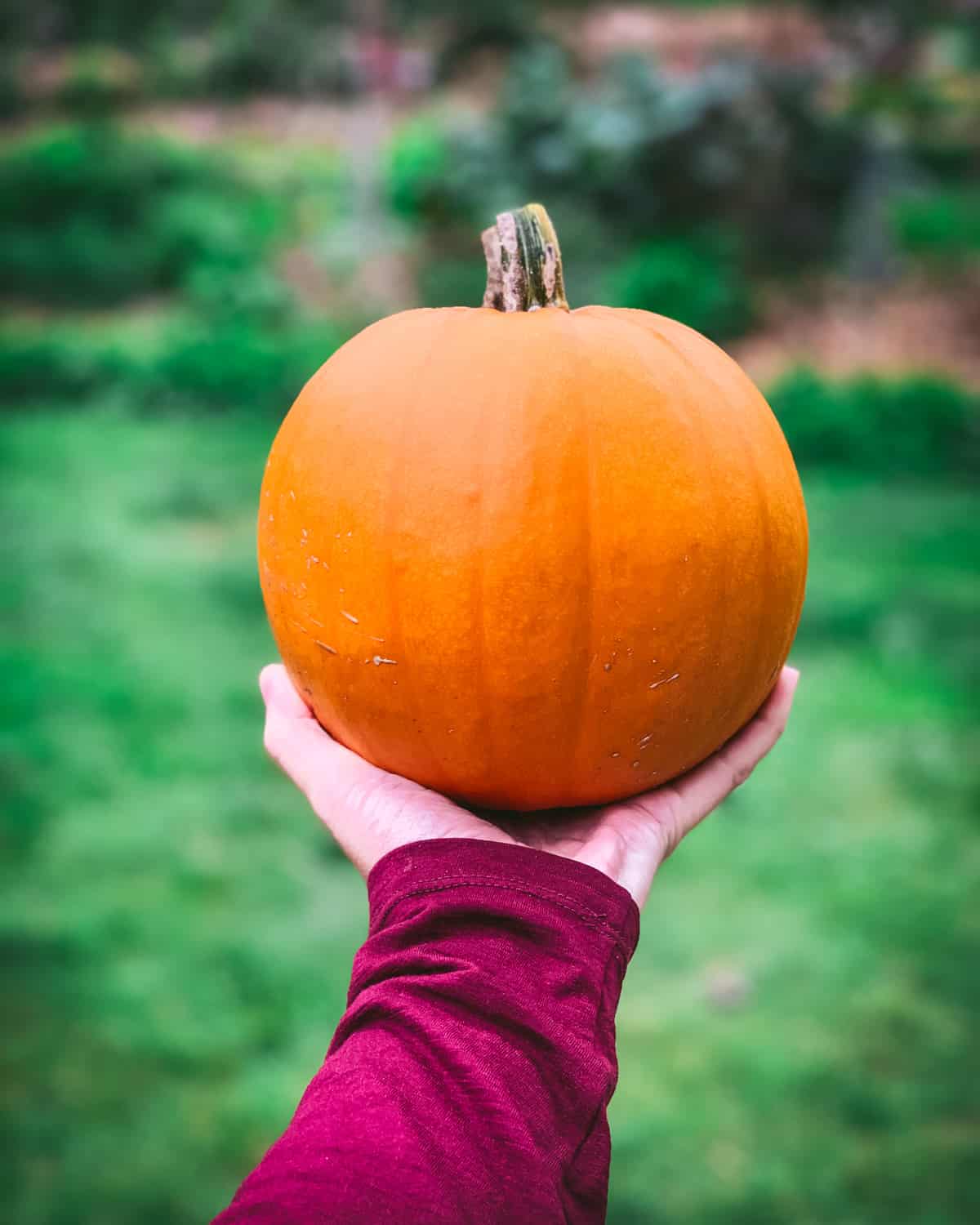 A hand holding a pumpkin up outside with grass in the background. 