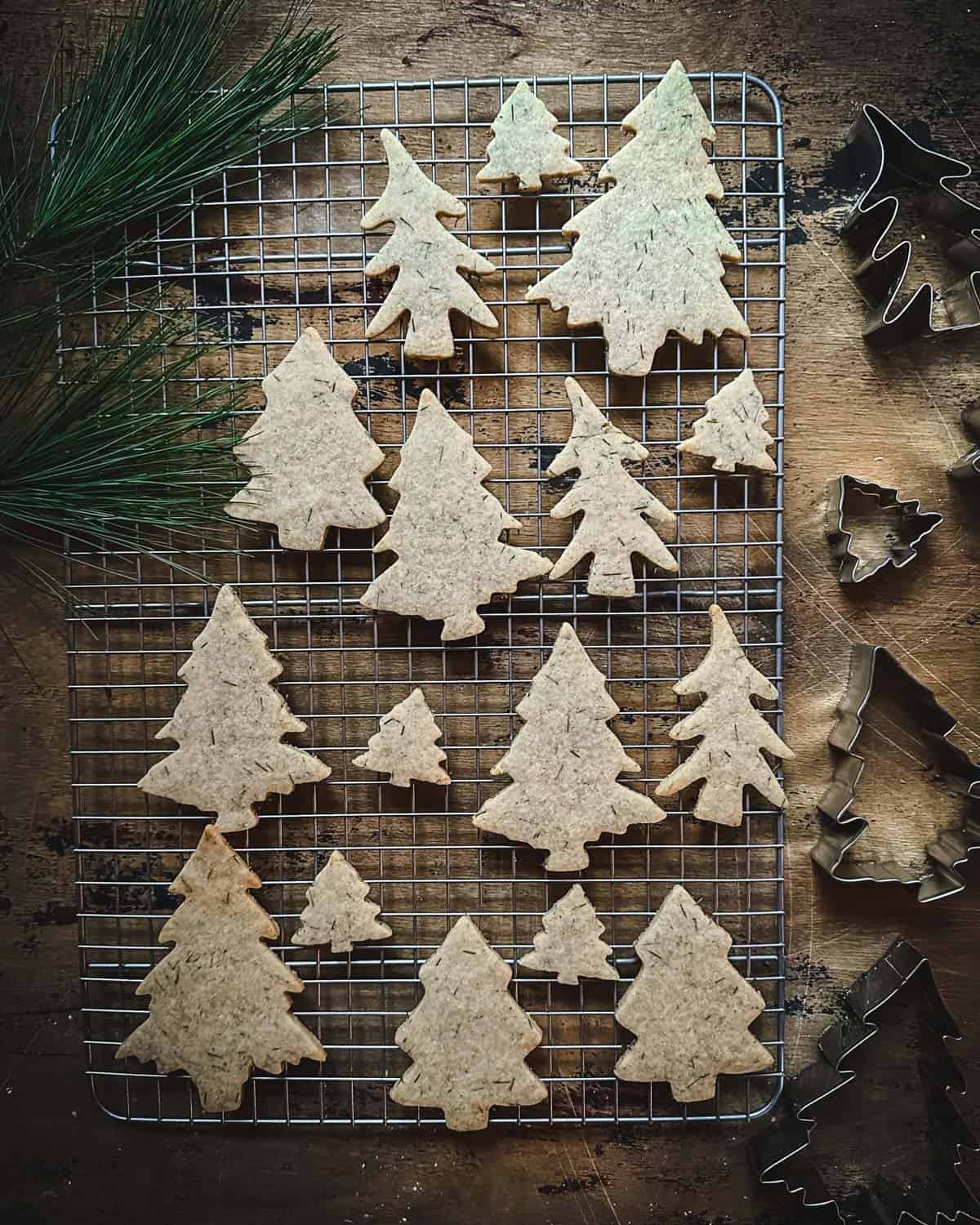 Pine tree cookies cooling on a rack, surrounded by pine trees. 