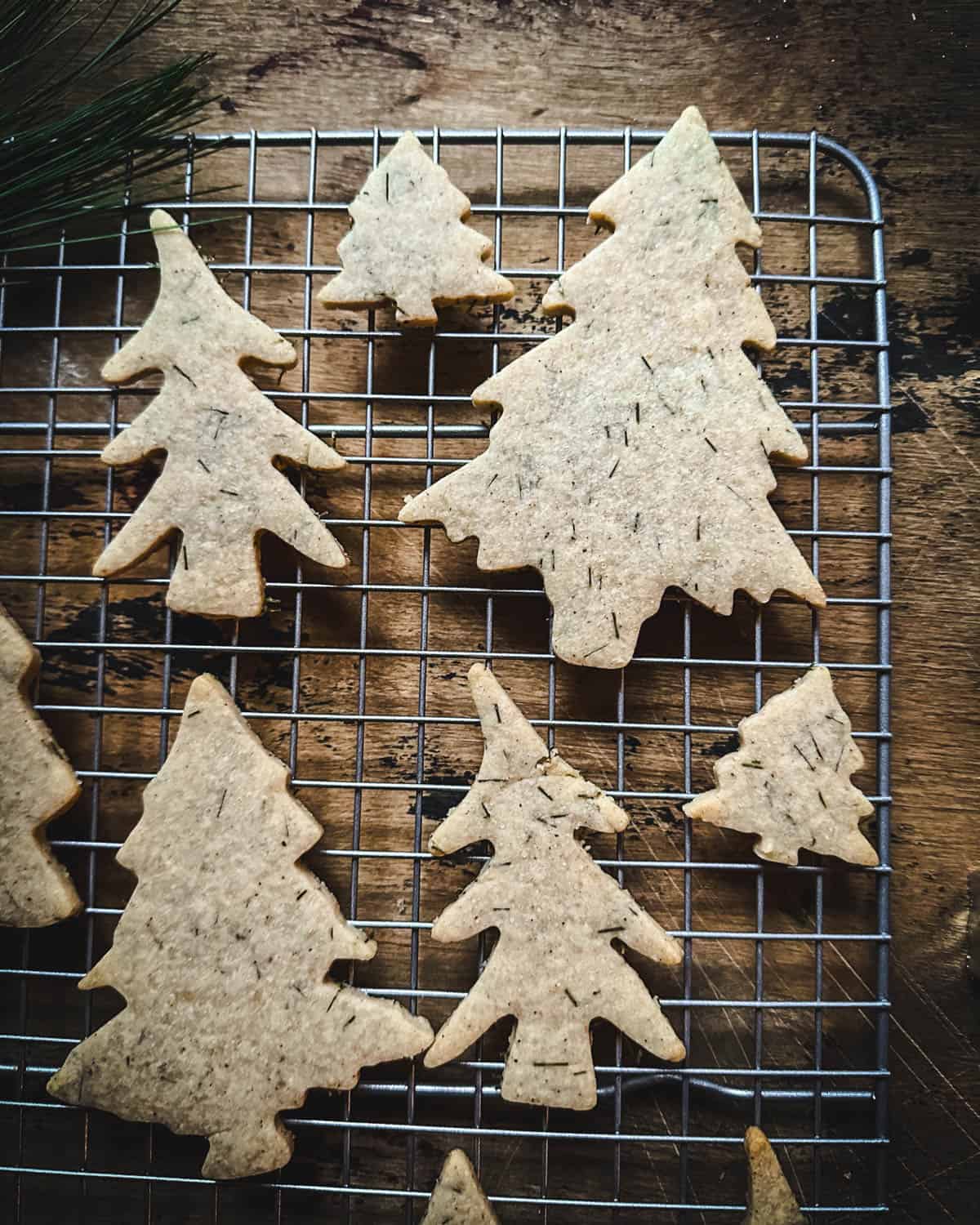 Pine needle cookies in tree shapes on a cooling rack on a dark wood surface. 