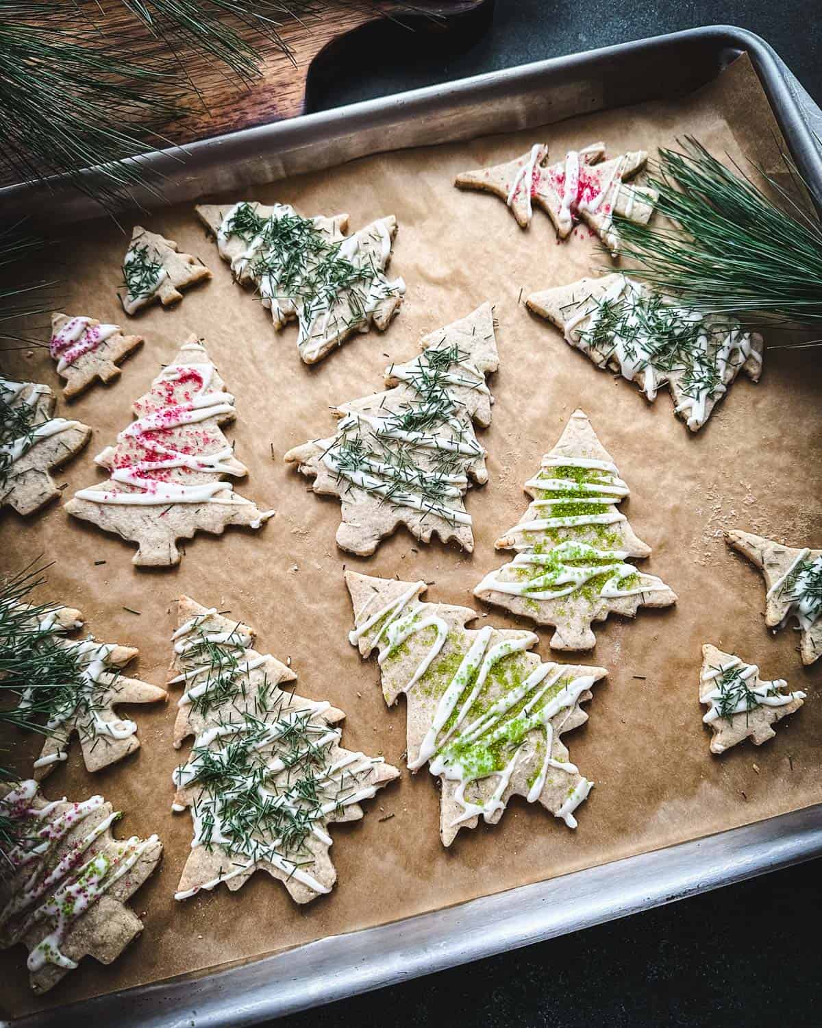 Pine needle cookies on a sheet pan, decorated with icing, pine needles, and green and red decorating sugar. 