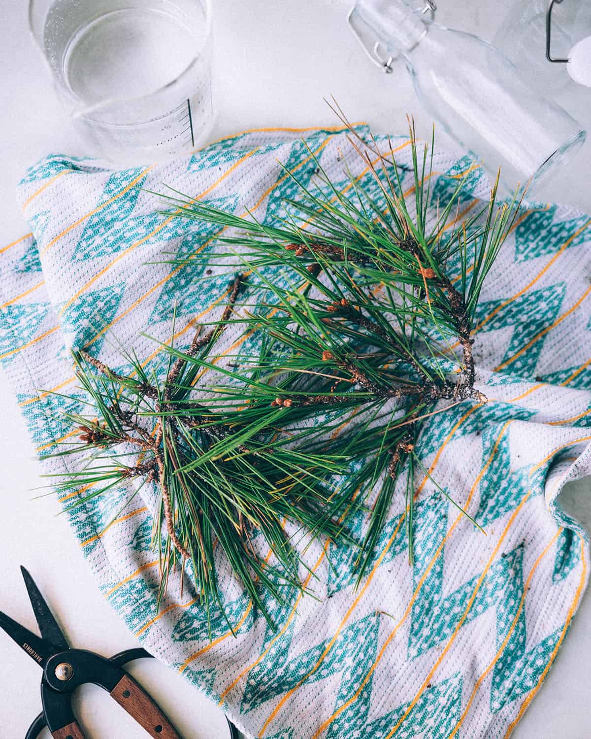 Rinsed fresh pine needles on a white tea towel with green decorations. 