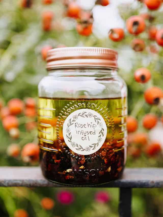 DIY Rosehip Oil for Face Grow Forage Cook Ferment
