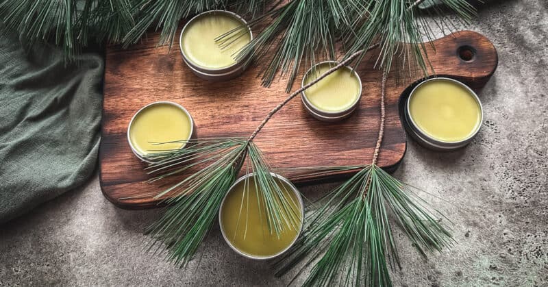 Pine salve in tins, on a wood cutting board surrounded by pine fronds.