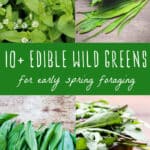 early spring foraging edible wild greens