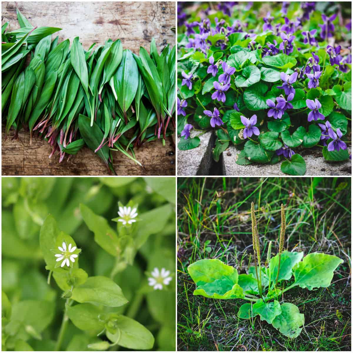 a collage of four early spring greens, ramps, wild violet, chickweed, and plantain