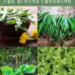 edible wild greens for spring foraging